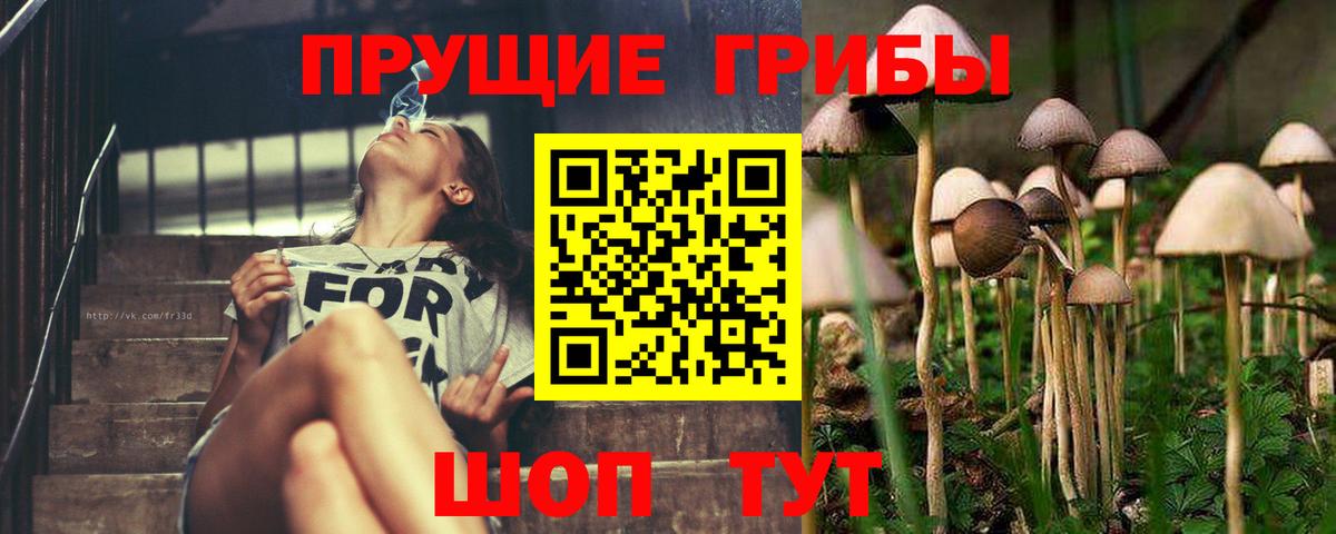 где купить наркоту  Псилоцибиновые грибы Psilocybine cubensis  Ахтубинск  Псилоцибиновые грибы GOLDEN TEACHER 